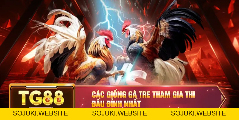 Đá Gà Tre – Trận Đấu Đầy Kịch Tính Với Những Chiến Kê Tinh Nhuệ