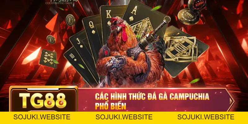 Đá Gà Campuchia – Trận Chiến Của Những Chiến Kê Xuất Sắc