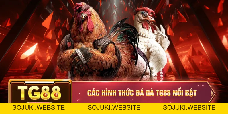 Đá Gà TG88 – Đỉnh Cao Chọi Kê Cho Người Đam Mê Cá Cược