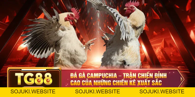 Đá Gà TG88 – Đỉnh Cao Chọi Kê Cho Người Đam Mê Cá Cược
