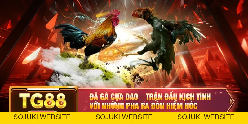 Đá Gà TG88 – Đỉnh Cao Chọi Kê Cho Người Đam Mê Cá Cược