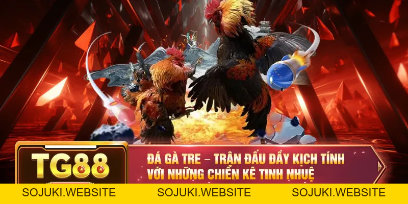 Đá Gà TG88 – Đỉnh Cao Chọi Kê Cho Người Đam Mê Cá Cược