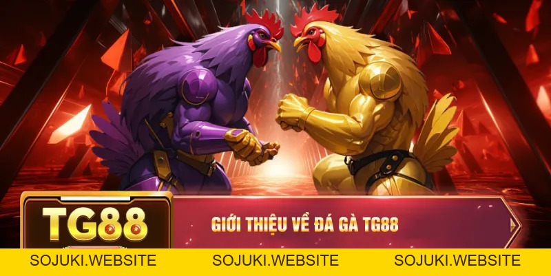 Đá Gà TG88 – Đỉnh Cao Chọi Kê Cho Người Đam Mê Cá Cược