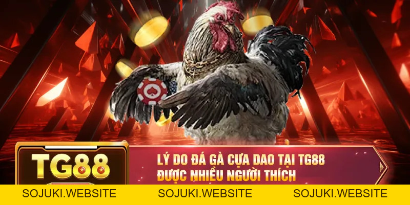 Đá Gà Cựa Dao – Trận Đấu Kịch Tính Với Những Pha Ra Đòn Hiểm Hóc