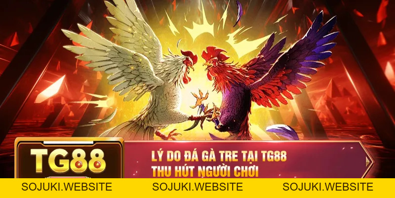 Đá Gà Tre – Trận Đấu Đầy Kịch Tính Với Những Chiến Kê Tinh Nhuệ