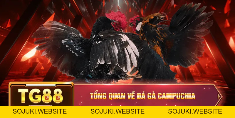 Đá Gà Campuchia – Trận Chiến Của Những Chiến Kê Xuất Sắc